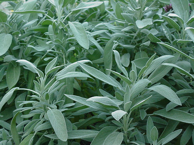 Dangers of sage